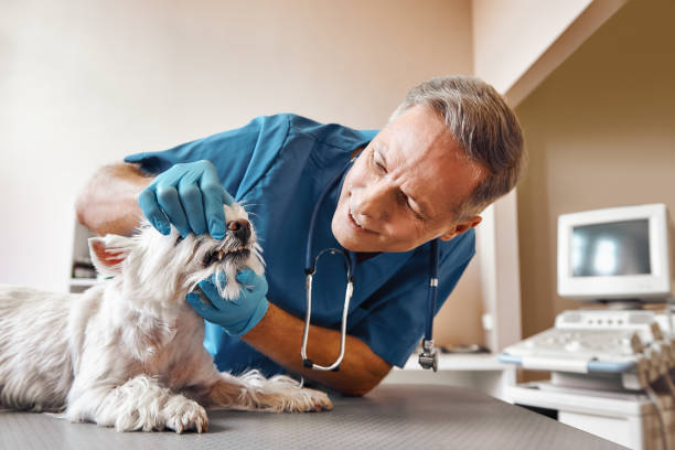  Berlin, MD Emergency Dentist Pros